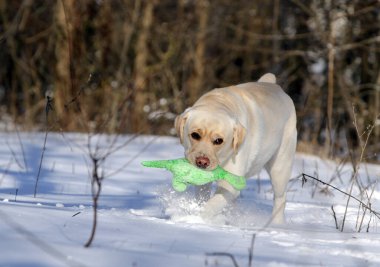 sarı labrador retriever kışın yakından portre