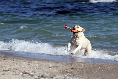 Yazın sarı labrador Retriever portresi