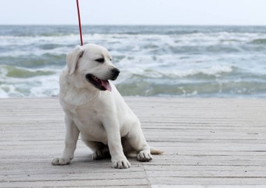 Yazın sarı labrador Retriever portresi