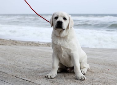 Yazın sarı labrador Retriever portresi