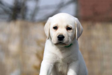 Yazın sarı labrador Retriever portresi