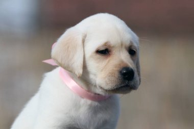 Yazın sarı labrador Retriever portresi