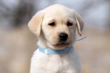 Yazın sarı labrador Retriever portresi