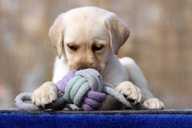 Yazın sarı labrador Retriever portresi