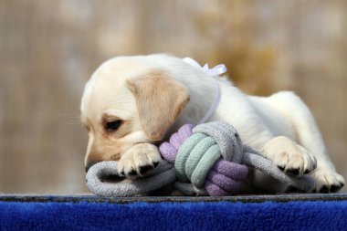 Yazın sarı labrador Retriever portresi