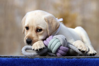 Yazın sarı labrador Retriever portresi