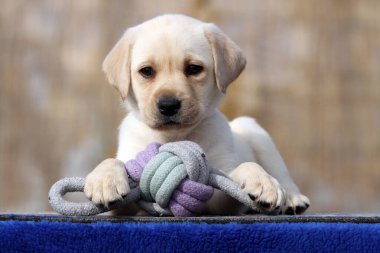 Yazın sarı labrador Retriever portresi