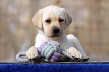 Yazın sarı labrador Retriever portresi