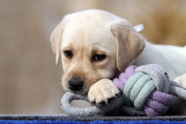 Yazın sarı labrador Retriever portresi