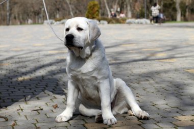 Yazın sarı labrador Retriever portresi