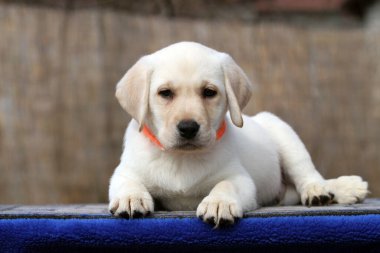 Yazın sarı labrador Retriever portresi