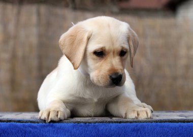 Yazın sarı labrador Retriever portresi