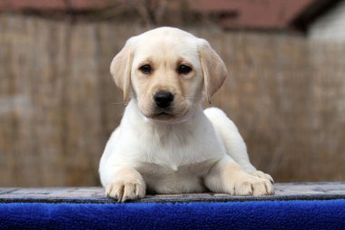 Yazın sarı labrador Retriever portresi