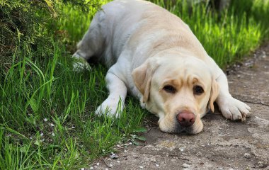 Yazın sarı labrador Retriever portresi