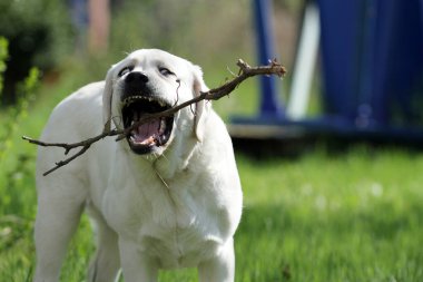 Yazın sarı labrador Retriever portresi