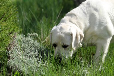 Yazın sarı labrador Retriever portresi