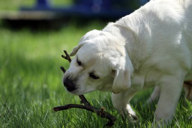 Yazın sarı labrador Retriever portresi