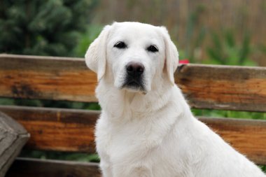 Yazın sarı labrador Retriever portresi
