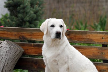 Yazın sarı labrador Retriever portresi