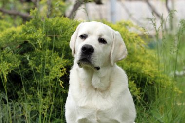 Yazın sarı labrador Retriever portresi