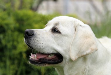 Yazın sarı labrador Retriever portresi
