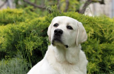 Yazın sarı labrador Retriever portresi