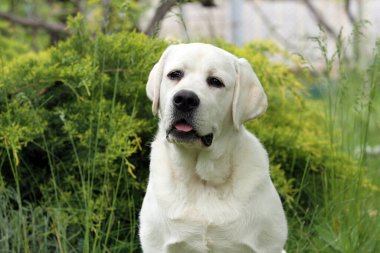 Yazın sarı labrador Retriever portresi