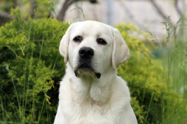 Yazın sarı labrador Retriever portresi