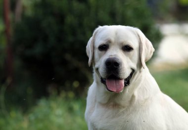 Yazın sarı labrador Retriever portresi