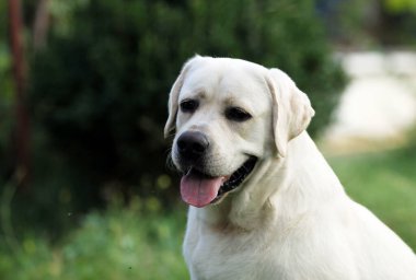Yazın sarı labrador Retriever portresi