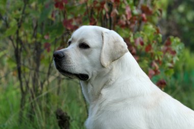 Yazın sarı labrador Retriever portresi