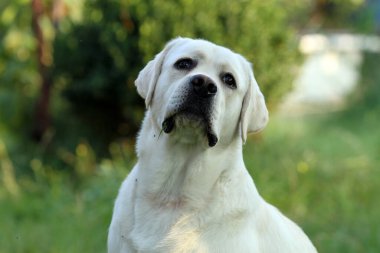 Yazın sarı labrador Retriever portresi