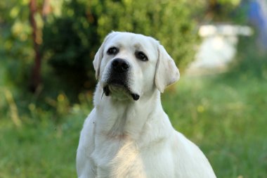 Yazın sarı labrador Retriever portresi