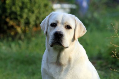 Yazın sarı labrador Retriever portresi