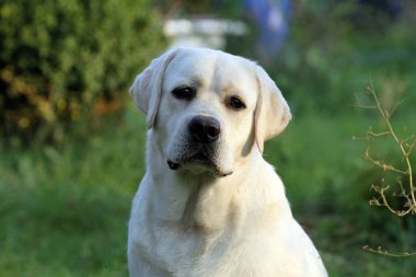 Yazın sarı labrador Retriever portresi