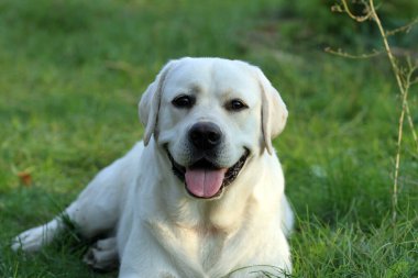 Yazın sarı labrador Retriever portresi