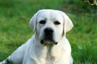 Yazın sarı labrador Retriever portresi