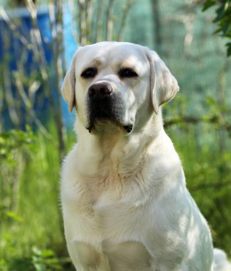 Yazın sarı labrador Retriever portresi