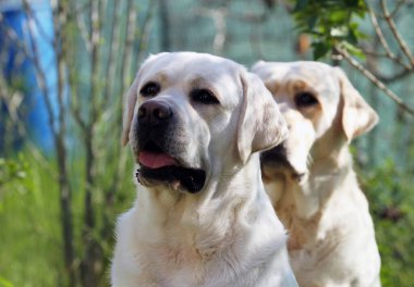 Yazın sarı labrador Retriever portresi