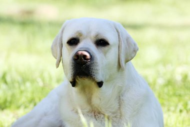 Yazın sarı labrador Retriever portresi