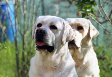 Yazın sarı labrador Retriever portresi