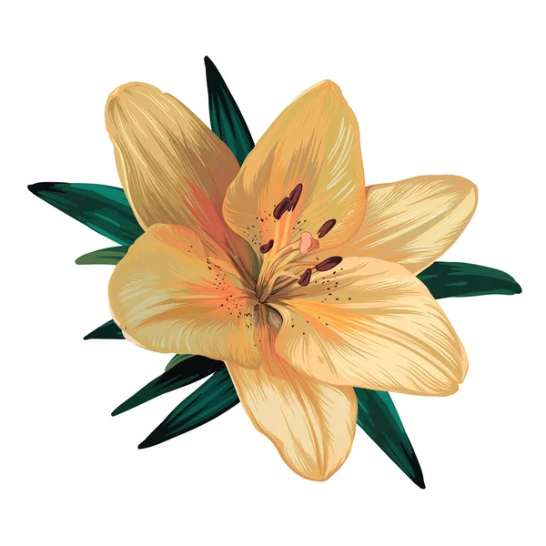 Gelbe Lilie Blume Isoliert Auf Weißem Hintergrund Grüne Blätter Knospen — Stockvektor