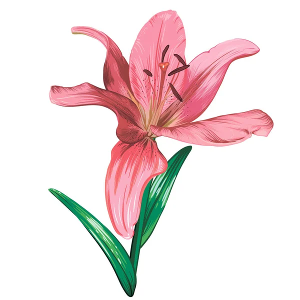 白い背景にピンクのユリの花が孤立 緑の葉芽ピンクの花 現実的なベクトルグラフィックス — ストックベクタ