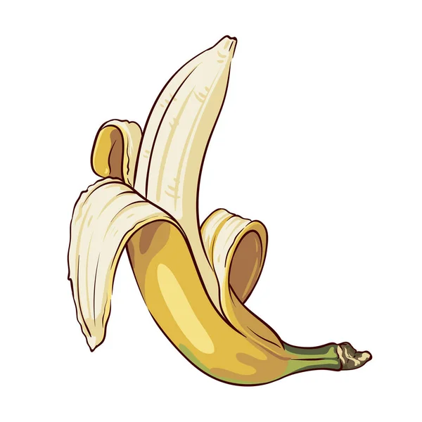 Banana Aberta Close Isolado Fundo Branco Desenho Botânico Mão Ilustração — Vetor de Stock
