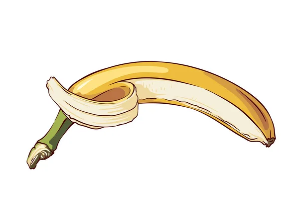 白地に隔離された熟した食欲をそそるオープンバナナ手描きベクトルイラスト — ストックベクタ