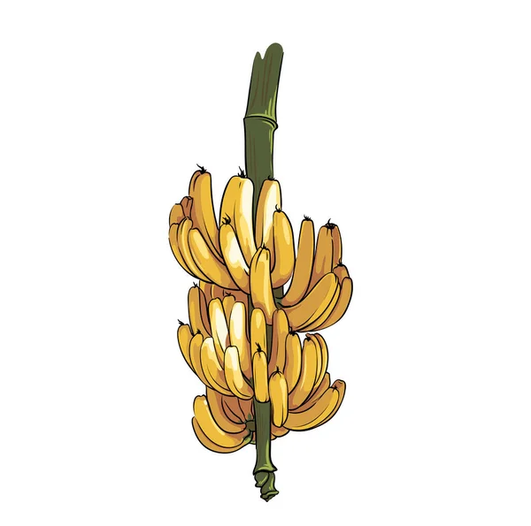 Gran Racimo Plátanos Aislados Sobre Fondo Blanco Primer Plano Dibujo — Vector de stock