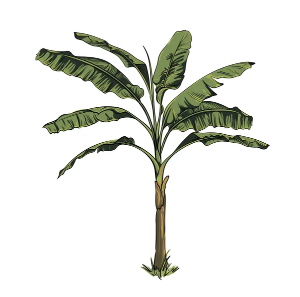Palma Tropical Desenhada Mão Bananeira Ilustração Botânica Vetorial Isolada Sobre — Vetor de Stock