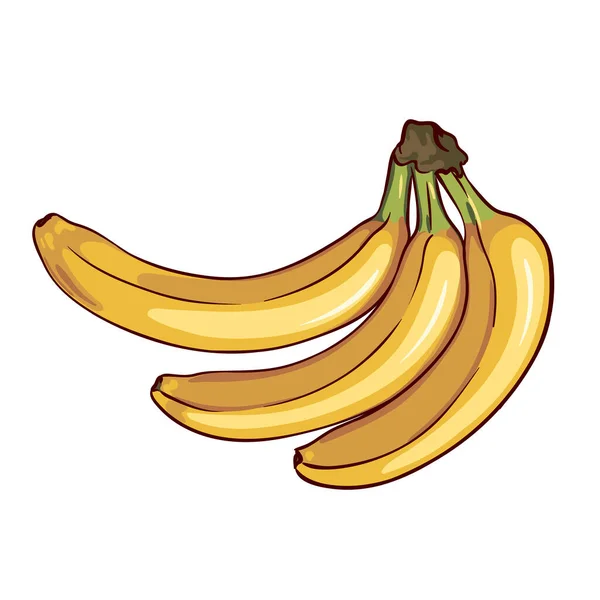 Tre Banane Mature Isolate Sfondo Bianco Illustrazione Vettoriale Botanica Disegnata — Vettoriale Stock