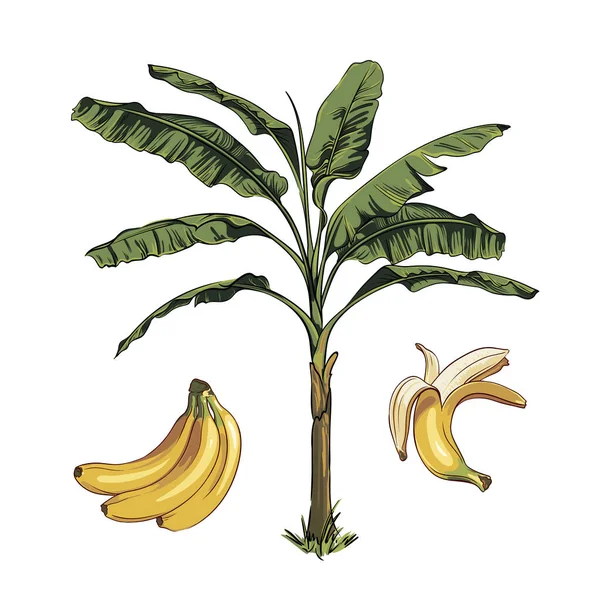 熱帯バナナフルーツとバナナパームフルーツのベクトルセットです 熱帯手描きイラスト — ストックベクタ