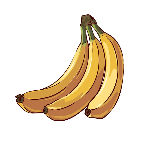 Racimo Plátanos Primer Plano Aislado Sobre Fondo Blanco Dibujo Botánico — Vector de stock
